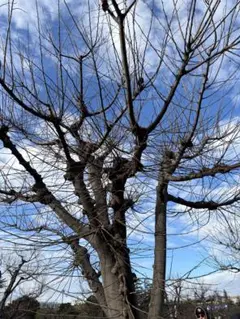 落葉樹 冬季の無葉状態　（ディズニーシー産）