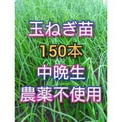 玉ねぎ苗　150本　中晩生