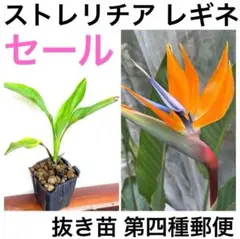 【売り尽くしセール】ストレリチア 抜き苗　レギネ　極楽鳥花　抜き苗　第四種郵便