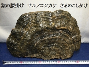 猿の腰掛け　サルノコシカケ科　さるのこしかけ　重量2.6ｋｇ　（高さ29ｃｍ、横幅45ｃｍ、奥行17ｃｍ）　鑑賞用　霊芝　きのこ　（3260）