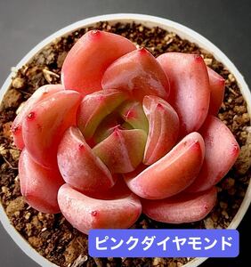 新入荷★韓国苗★ピンクダイヤモンド★レア種★可愛い紅葉大苗★超美苗★多肉植物★エケベリア