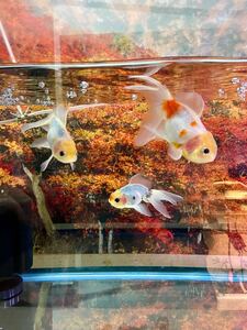 天青 金魚 3歳 親魚 トリオ 雄2雌1セット 11〜12センチ 東錦 天青の仔 肉瘤 フンタン