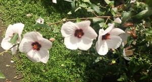 高砂芙蓉　苗5本1０ｃｍ、春から秋まで咲く　タカサゴフヨウ、.