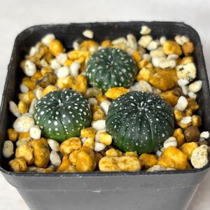 実生 アストロフィツム スーパー兜 3苗 Astrophytum asterias cv. Super kabuto