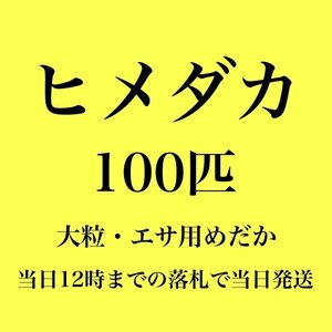 【新潟養魚場】 高評価　ヒメダカ　100匹　エサ用めだか　めだか卸　業務用特価　即日発送