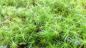 苔 テラリウム コケリウム 山野草 苔玉 