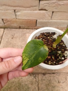 モンステラ　デリシオーサ　黄斑　実生(Monstera deliciosa Yellow variegata)