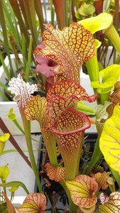 サラセニア 京大錦 sarracenia 食虫植物