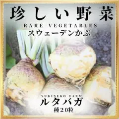 【珍しい野菜の種】「ルタバガ」種２０粒～スウェーデンの美味しさ、甘みと栄養満点！