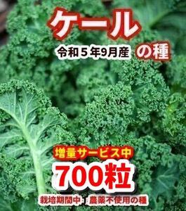 ケール　種【700粒】★増量サービス中栽培期間中農薬不使用の種