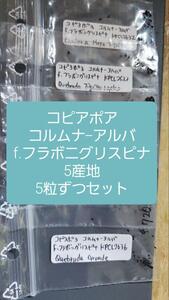 コピアポア　コルムナ-アルバ f.フラボニグリスピナ 5産地 5粒ずつセット