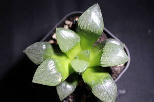 Haworthia/特網コレクタ　ハオルチア