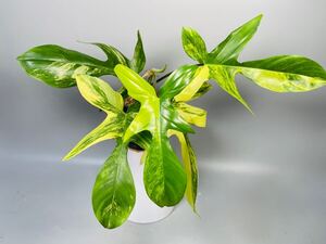 「18」フィロデンドロンフロリダビューティー斑入り　philodendron Florida beauty variegata