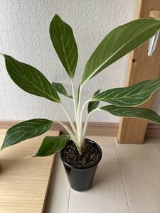 レア品種！★純白の白雪株！★超美樹形★『アグラオネマ　スノーホワイト　Aglaonema “Snow White”』の植木　樹高約４３㎝（鉢底から）