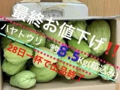 ❣️千葉産ハヤトウリ約８.5Kg❣️大きめ沢山❣️どんな調理にも美味しい❣️