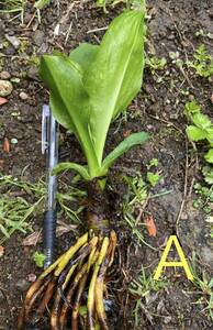 Ａ　水芭蕉　ミズバショウ　1苗　山野草、湿性植物、水草、水生植物