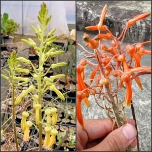 【自家採種“種子”/30粒】Aloe springatei-neumannii (Kisumu, Kenya)/アロエ・スプリンガテイネウマンニー//多肉植物/珍品