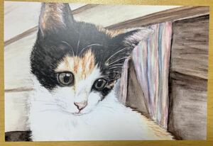 オリジナル 手描きイラスト ポストカード 猫 複製 ミケ猫 三毛猫 子猫 猫イラスト 水彩 【あおきしずか】