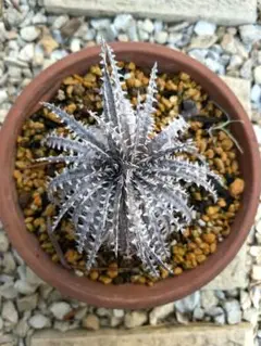 ディッキア サンベアー Dyckia 