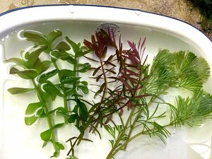 ☆送料無料！ 無農薬 水草３種セットE カボンバ・ウォーターバコパ・ロタラ