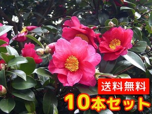 サザンカ 樹高0.5m前後 10.5cmポット （10本セット）（送料無料） 苗 植木 苗木 庭