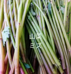 岩手県産　数量限定　山菜ミズ　750g