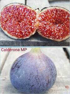 24-9　 Calderona （ カルデローナ ）　イチジク　苗木　Black Madeira よりも高く評価する方がいる程の高品質超有望品種！