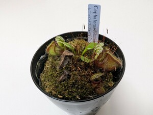  ②食虫植物　セファロタス　フォリキュラリス　3.5号 　レア人気注目植物　品薄　検索ハエトリソウサラセニアウツボカズラ