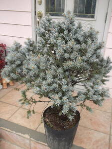 まずありません　Picea pungens 