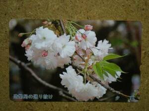 hana・桜 造幣局 夕暮 テレカ