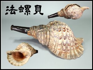 【吉】ZC424 時代 和楽器 大型 【法螺貝】 長さ43㎝ 山伏 修験 神具 仏具／時代のホツあり 美品