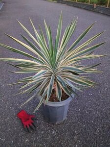 現品◇ユッカ・グロリオサ バリエガータ 10号鉢植え◇gloriosa variegata◇ドライガーデン