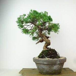 盆栽 真柏 樹高 約27cm しんぱく Juniperus chinensis シンパク “ジン シャリ” ヒノキ科 常緑樹 観賞用 現品