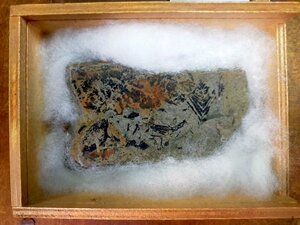 【メタセコイア・フウ・その他 広葉樹】中新世 800万年前 化石 葉片 一石 一片 埼玉県深谷市本田 楊井層 木箱 箱付き 美品 貴重 レア 1