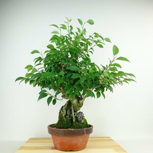 盆栽 梅擬 樹高 約48cm うめもどき Ilex serrata ウメモドキ 石付き モチノキ科 落葉樹 観賞用 現品