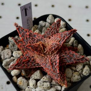 タグ付き　TCT アロエ 多肉植物 Aloe hybrid 79