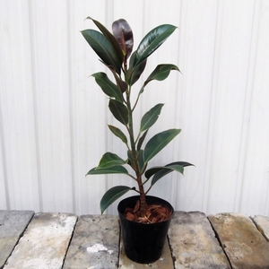 現物出品【フィカス・メラニー＊Ficus elastica Melanie】４号