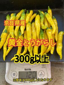 奈良県産　黄金唐辛子(おうごんとうがらし) 300g以上