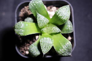 Haworthia/ ピクタパール×海ほたる　ハオルチア