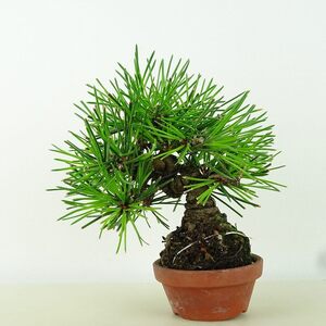 盆栽 松 黒松 樹高 約12cm くろまつ Pinus thunbergii クロマツ マツ科 常緑針葉樹 観賞用 小品 現品