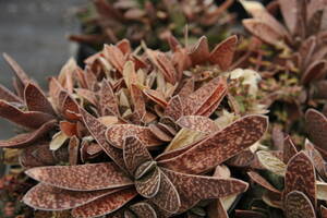 種子　原種　Gasteria obliqua　20粒　墨鉾　小亀姫　虎鉾　ガステリア　多肉植物　アロエ　蘆薈