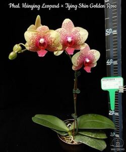 (^。 ^)(600)Phal. Hsinying Leopard × Tying Shin Golden Rose