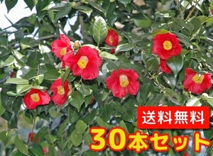 ヤブツバキ 樹高0.5m前後 10.5cmポット （30本セット）（送料無料） 苗 植木 苗木 庭