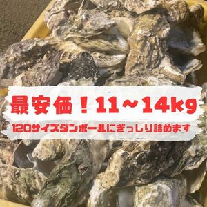 【在庫処分SALE】牡蠣殻　水質改善　ph調整　濾過材　ろ材　11～14kg 250〜300枚程度　最安価 メダカ　鯉　錦鯉　熱帯魚　金魚　ビオトープ