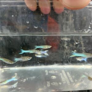 ★即決★ジャパンブルー エンドラーズ グッピー ３ペアーセット 熱帯魚