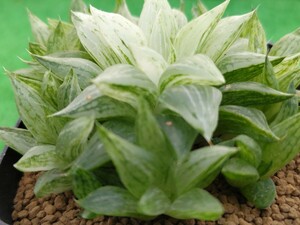 多肉植物 　ハオルシア　氷砂糖群生、2.5号鉢に植えて有ります。