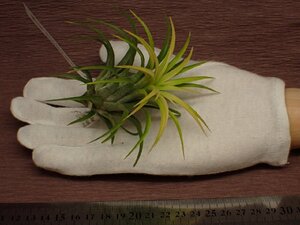 Tillandsia ionantha 