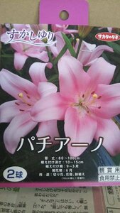 すかしゆり パチアーノ １袋 球根 サカタのタネ 郵便は送料無料 スカシ ユリ