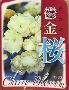 黄色い桜 鬱金桜 苗木