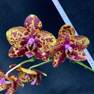 (^。 ^)(441) Phal. GW Green World 